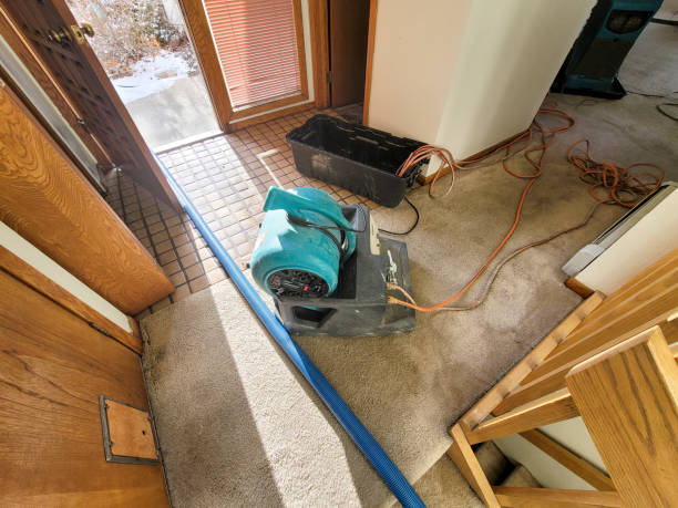 Best Mold removal after water damage  in Lockport, IL