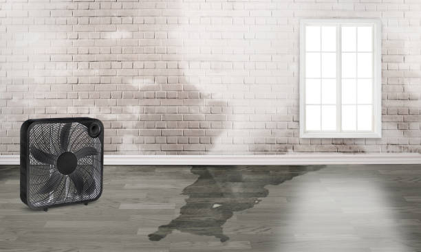 Best Basement water damage restoration  in Lockport, IL
